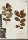 Foto von Salix aegyptiaca L.